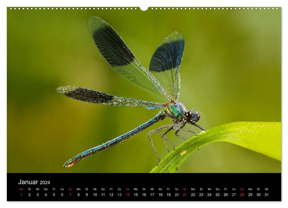 Dragonflies in the reed (CALVENDO wall calendar 2024) 