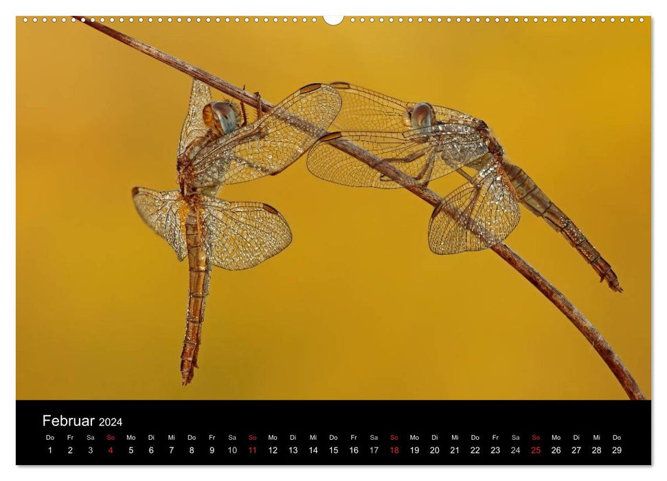 Dragonflies in the reed (CALVENDO wall calendar 2024) 