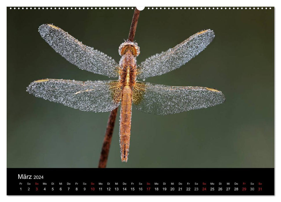 Dragonflies in the reed (CALVENDO wall calendar 2024) 
