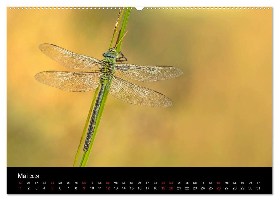 Dragonflies in the reed (CALVENDO wall calendar 2024) 