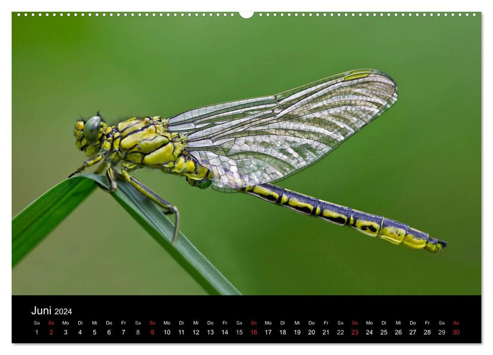 Dragonflies in the reed (CALVENDO wall calendar 2024) 