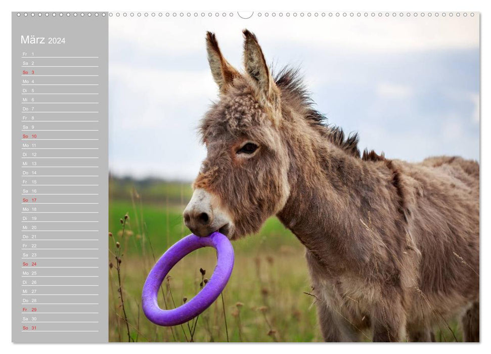 Little donkey. Boldewyn with his friends (CALVENDO Premium Wall Calendar 2024) 