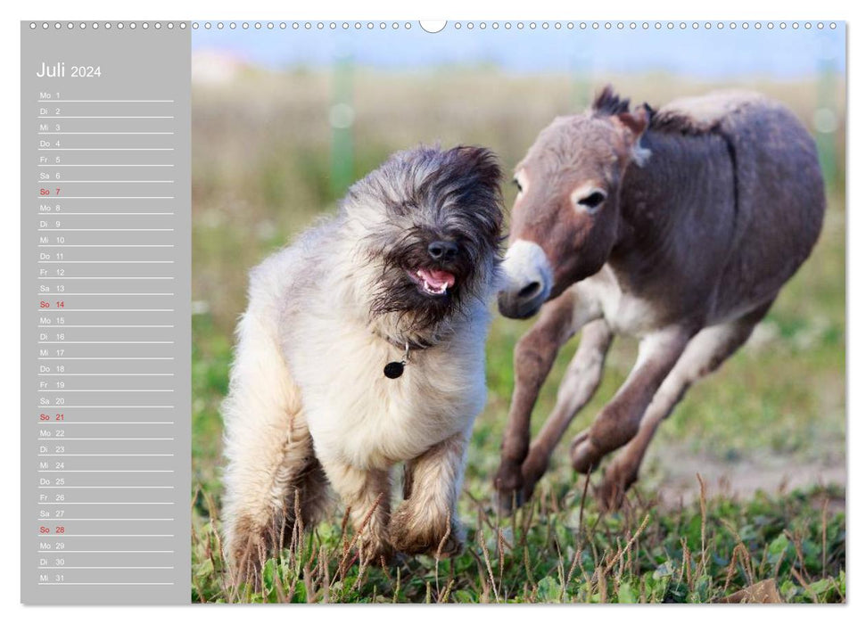 Petit âne. Boldewyn avec ses amis (Calvendo Premium Wall Calendar 2024) 