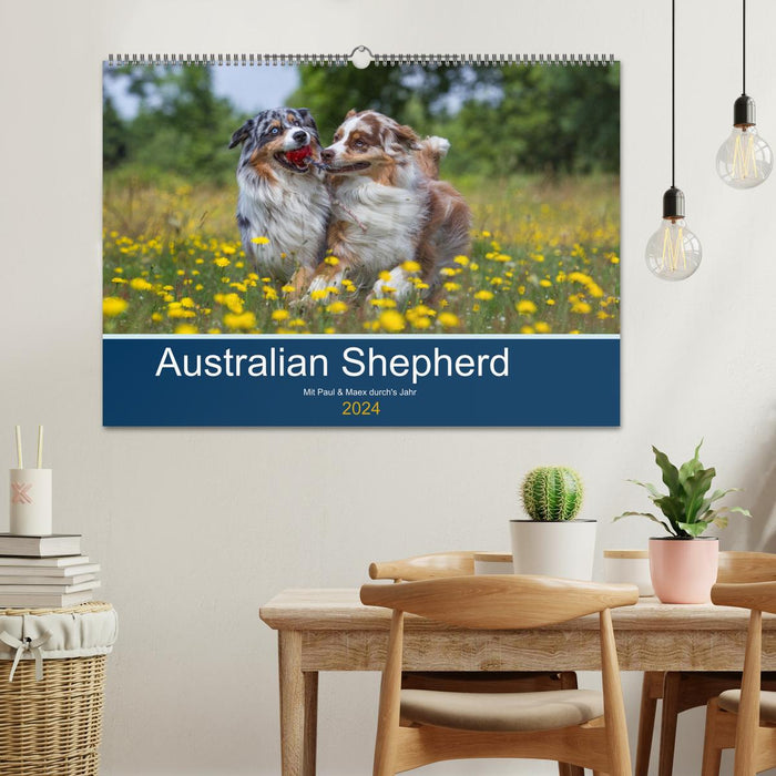 Australian Shepherd 2024 (CALVENDO Wandkalender 2024)