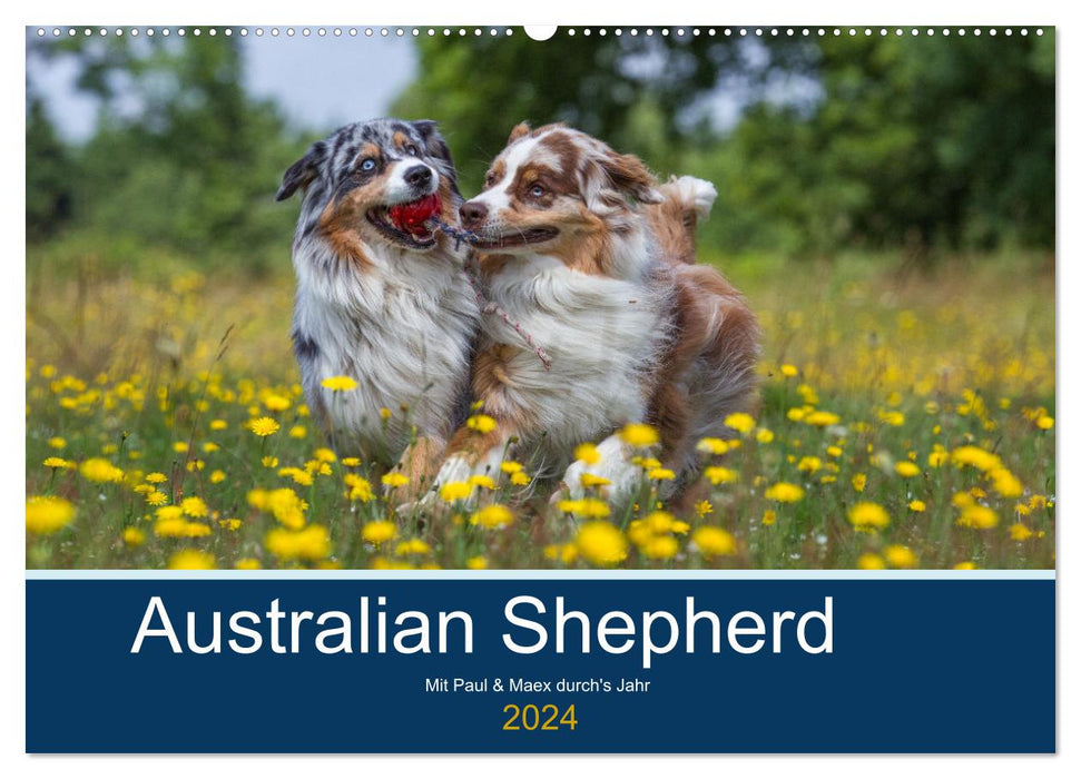 Australian Shepherd 2024 (CALVENDO Wandkalender 2024)