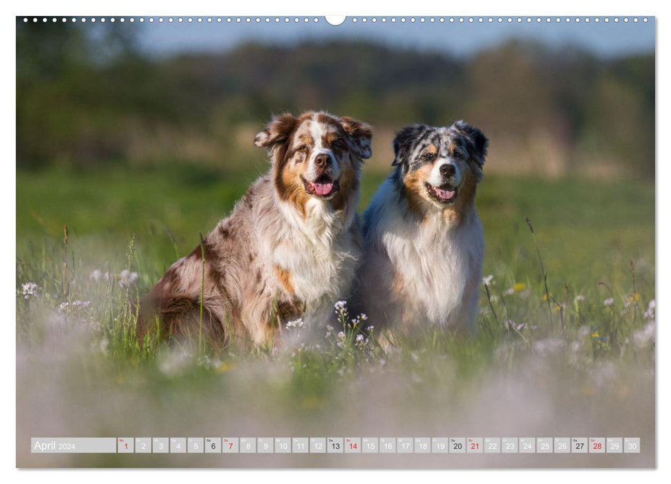 Australian Shepherd 2024 (CALVENDO wall calendar 2024) 