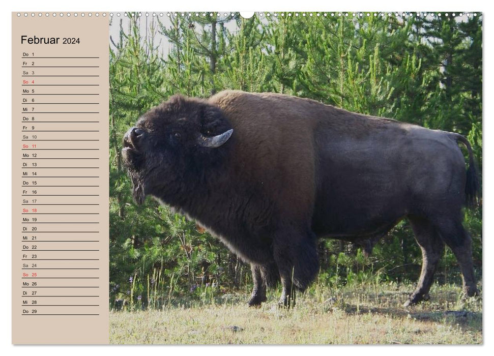 Büffel. Wisent und Bison (CALVENDO Premium Wandkalender 2024)