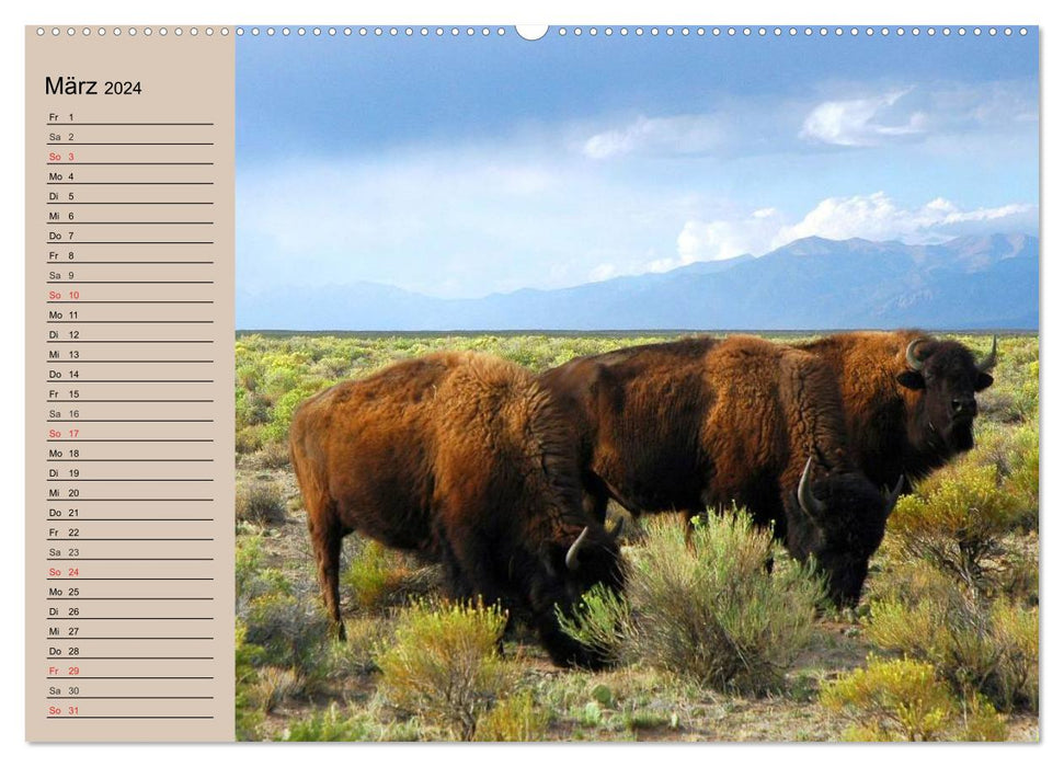 Buffle. Wisent et Bison (Calvendo Premium Calendrier mural 2024) 