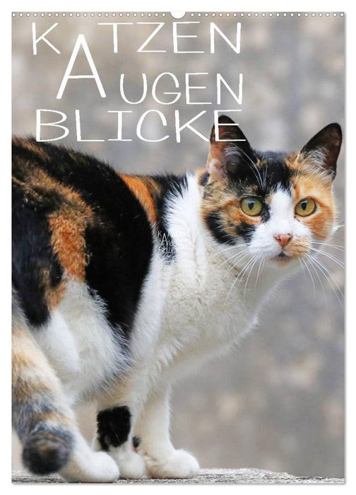 KATZEN AUGEN BLICKE (CALVENDO Wandkalender 2024)