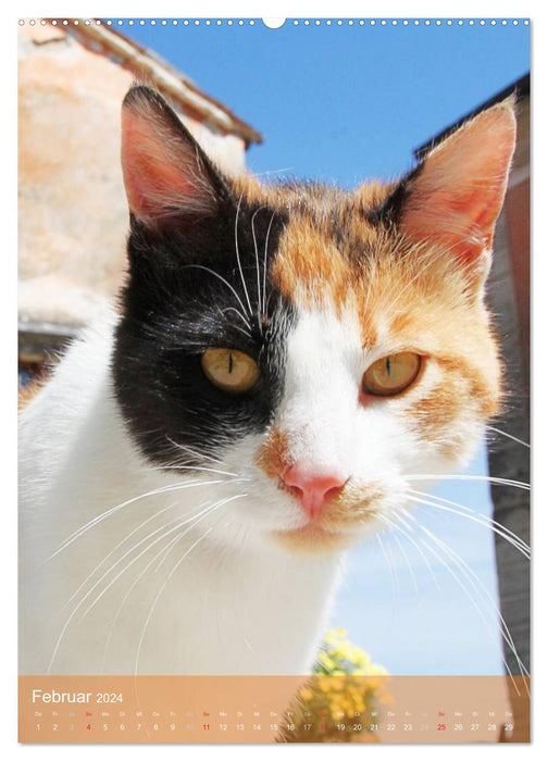 KATZEN AUGEN BLICKE (CALVENDO Wandkalender 2024)