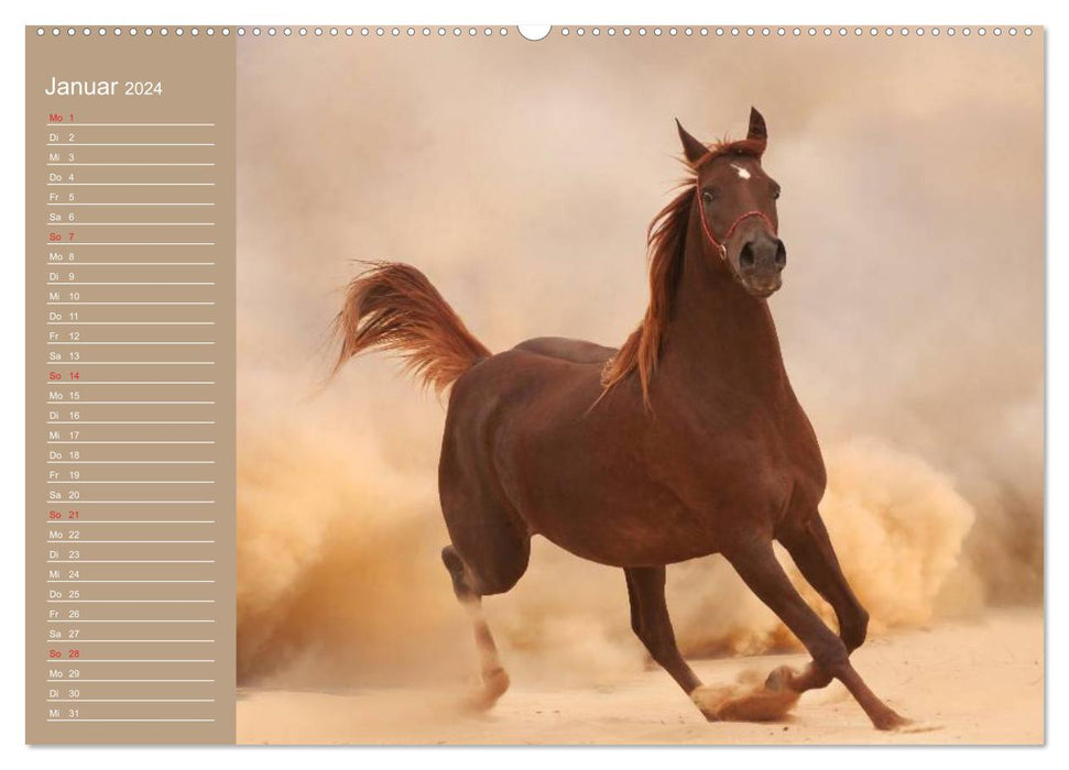 Les chevaux. Arabes dans le sable du désert (Calvendo Premium Wall Calendar 2024) 
