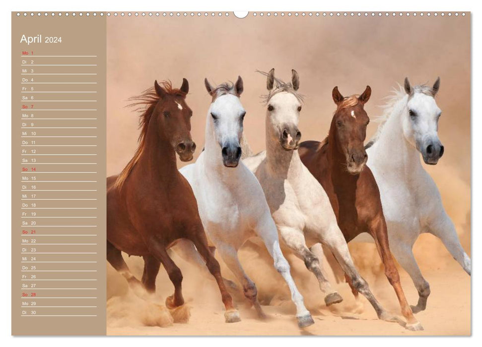 Les chevaux. Arabes dans le sable du désert (Calvendo Premium Wall Calendar 2024) 