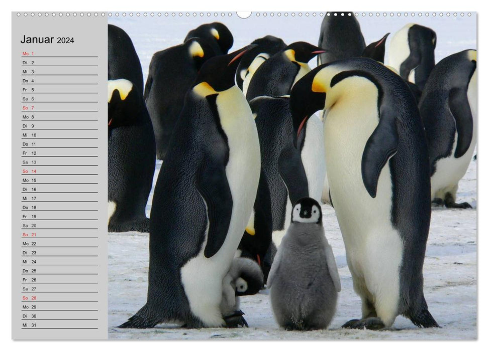 Pingouins - se dandinant en tenue de fête (Calendrier mural CALVENDO Premium 2024) 