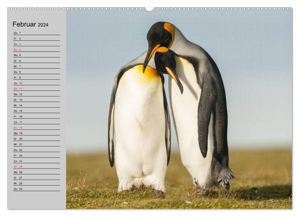 Pinguine - Watscheln im festlichen Kleid (CALVENDO Premium Wandkalender 2024)