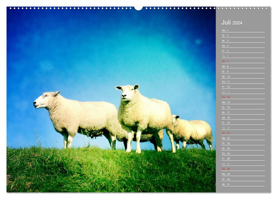 ON THE DIKE (CALVENDO Premium Wall Calendar 2024) 