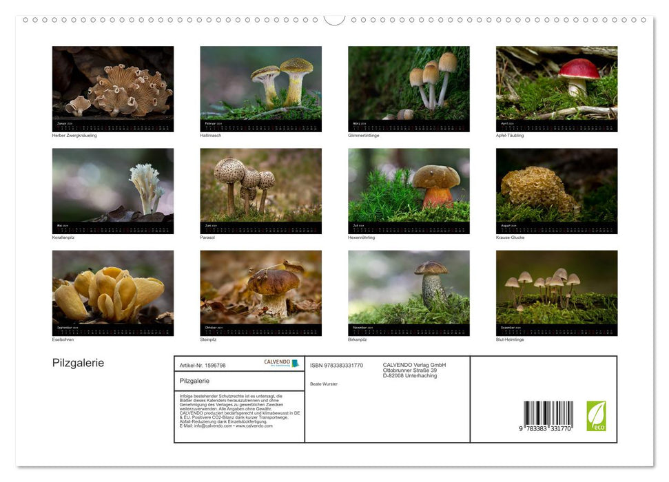 Mushroom Gallery (CALVENDO Premium Wall Calendar 2024) 