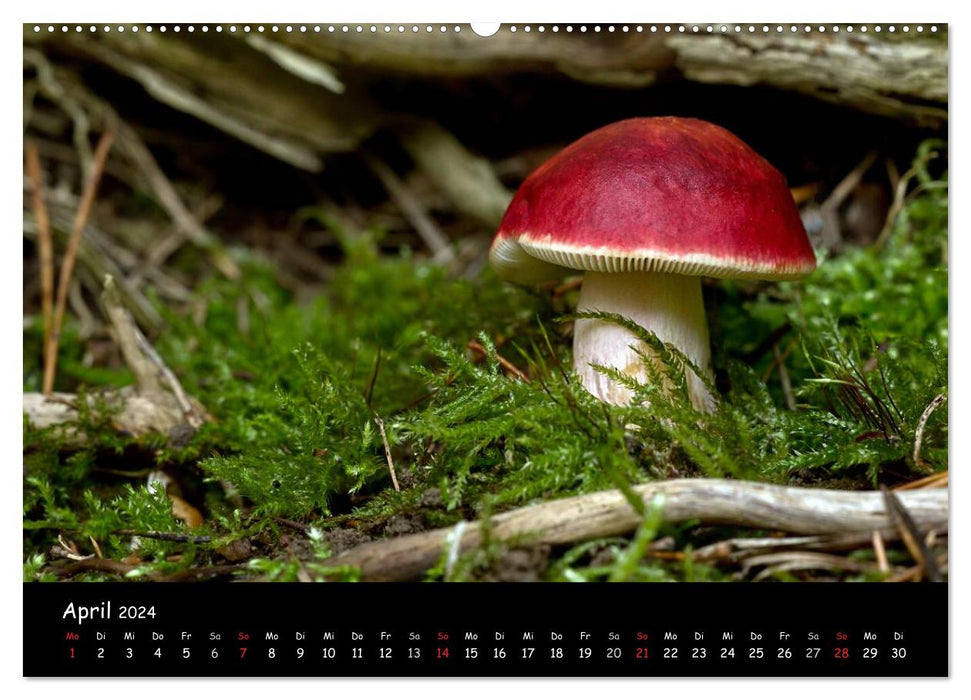 Galerie de champignons (Calendrier mural CALVENDO Premium 2024) 