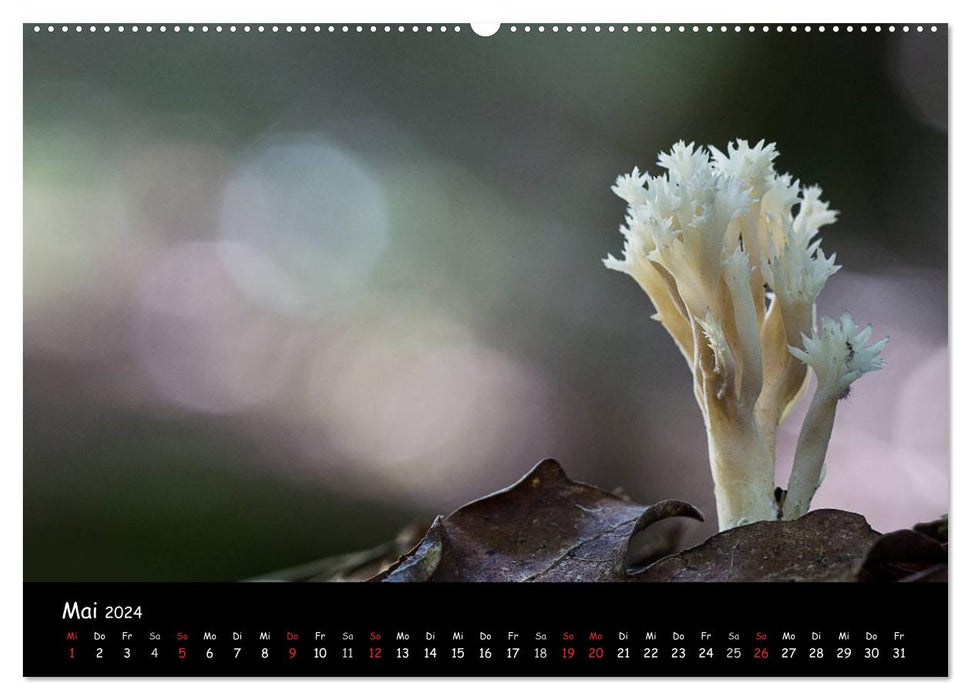 Mushroom Gallery (CALVENDO Premium Wall Calendar 2024) 