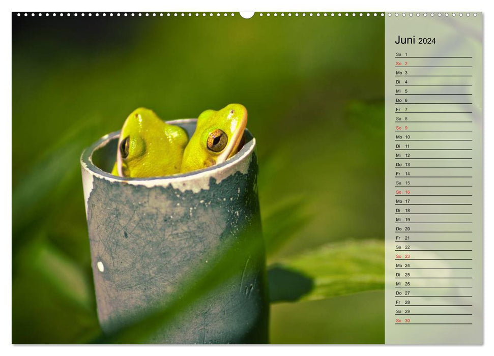 Frogs. Quacking through life (CALVENDO Premium Wall Calendar 2024) 