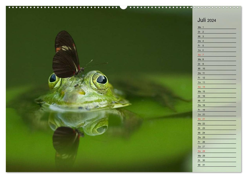 Frogs. Quacking through life (CALVENDO Premium Wall Calendar 2024) 