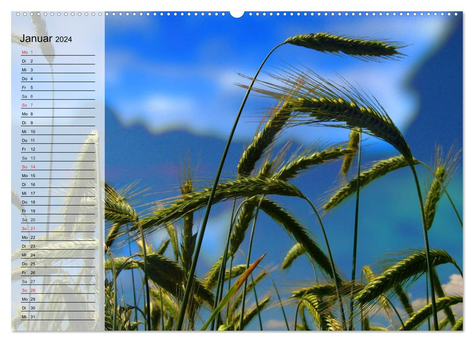 Agrarwirtschaft. Impressionen (CALVENDO Premium Wandkalender 2024)