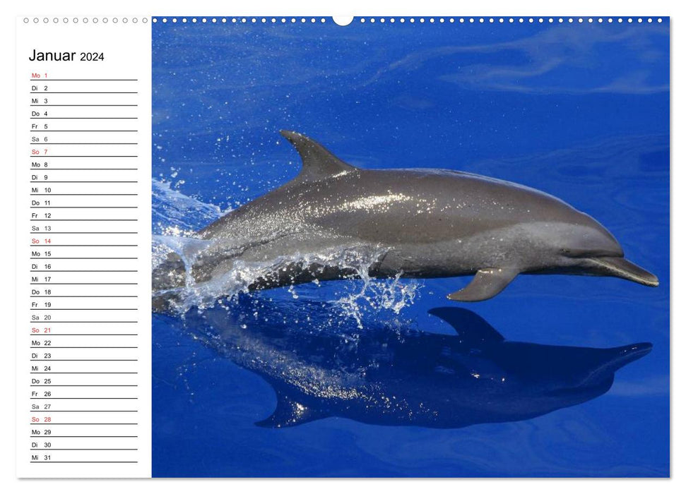 Dauphins – Intelligence souriante (Calendrier mural CALVENDO 2024) 