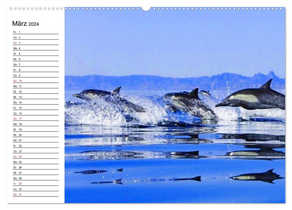 Dolphins - Smiling Intelligence (CALVENDO Wall Calendar 2024) 