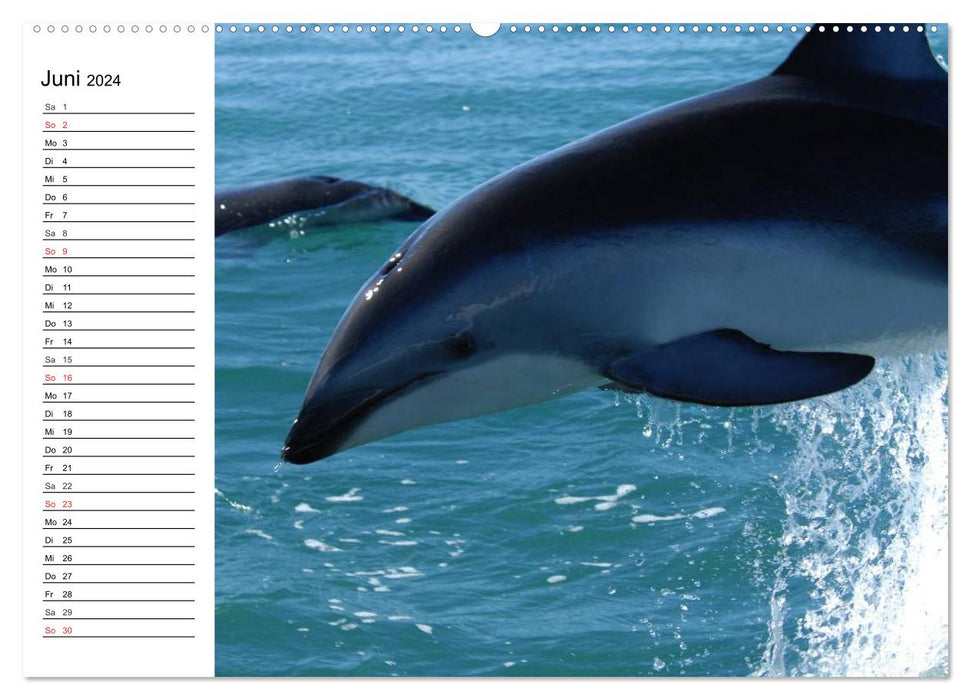 Dauphins – Intelligence souriante (Calendrier mural CALVENDO 2024) 