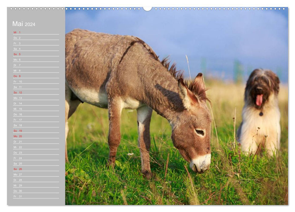 Kleiner Esel. Boldewyn mit seinen Freunden (CALVENDO Wandkalender 2024)