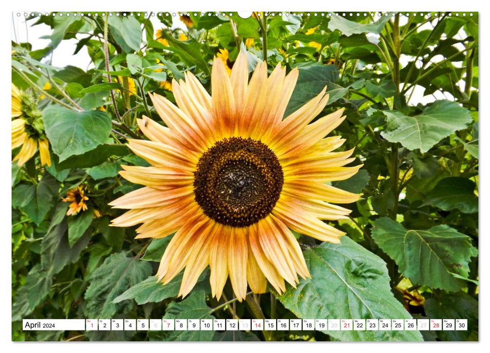 Strahlende Sonnenblumen (CALVENDO Premium Wandkalender 2024)