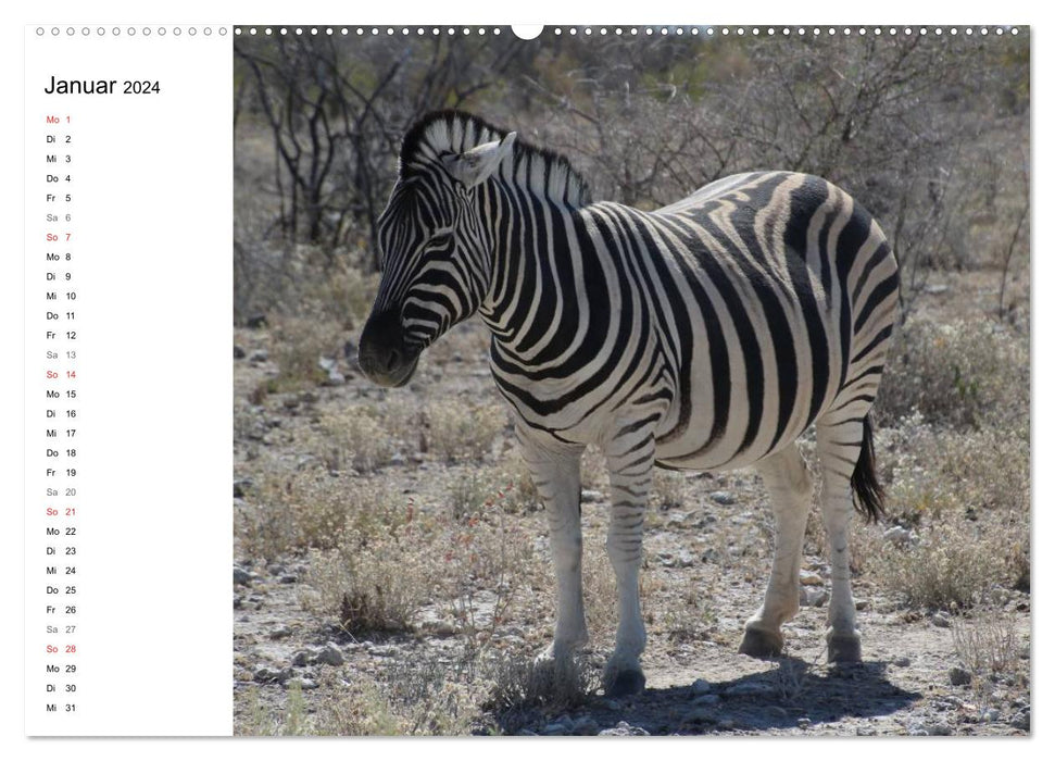 Namibie – Diversité animale (Planificateur) (Calvendo Premium Wall Calendar 2024) 