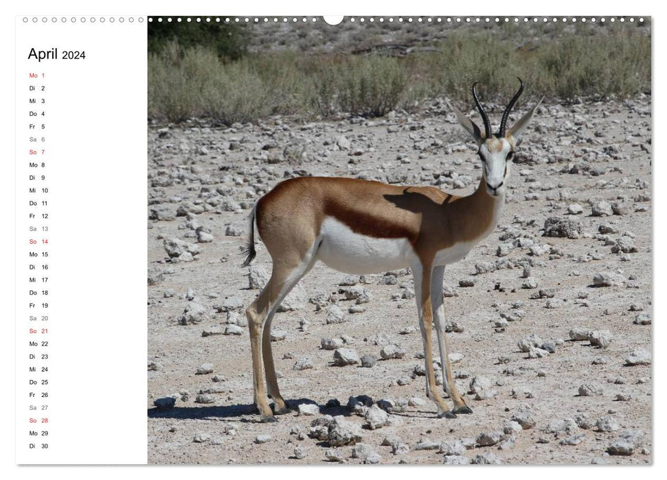 Namibia - Tierische Vielfalt (Planer) (CALVENDO Premium Wandkalender 2024)