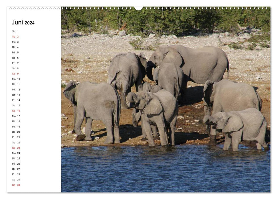 Namibie – Diversité animale (Planificateur) (Calvendo Premium Wall Calendar 2024) 