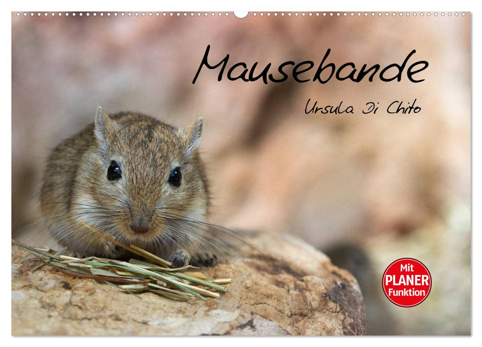 Mausebande (CALVENDO Wandkalender 2024)