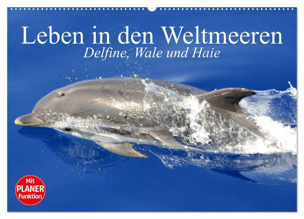 Life in the world's oceans. Dolphins, whales and sharks (CALVENDO wall calendar 2024) 