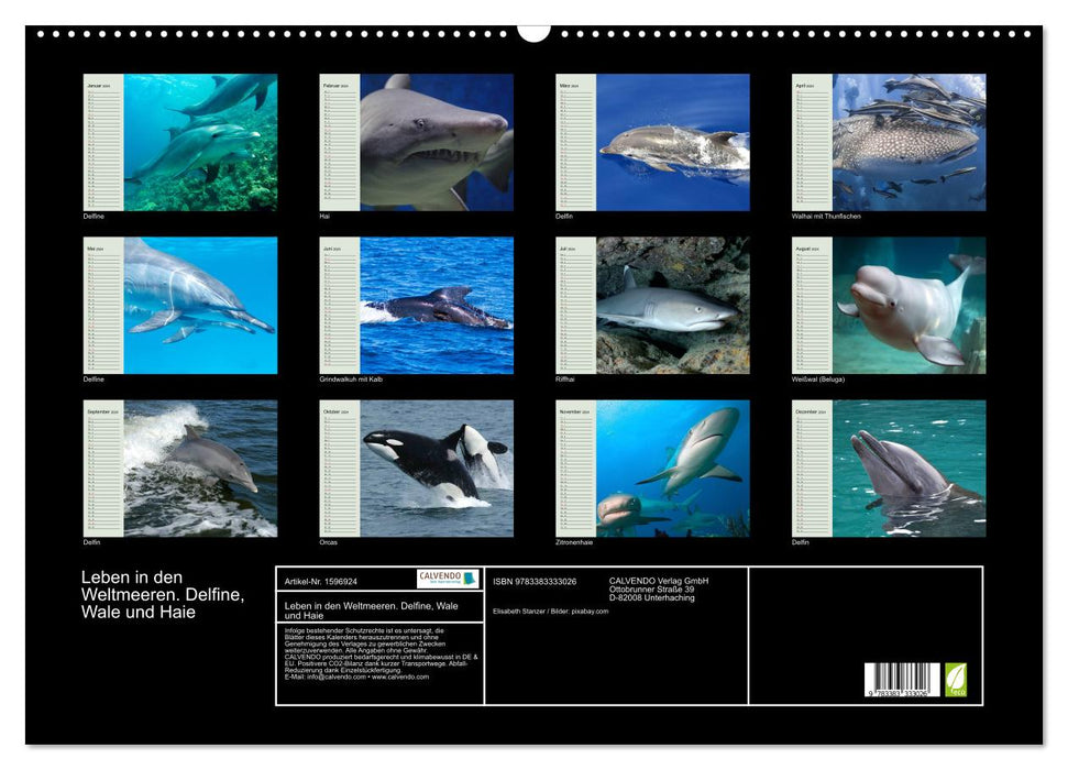 Life in the world's oceans. Dolphins, whales and sharks (CALVENDO wall calendar 2024) 