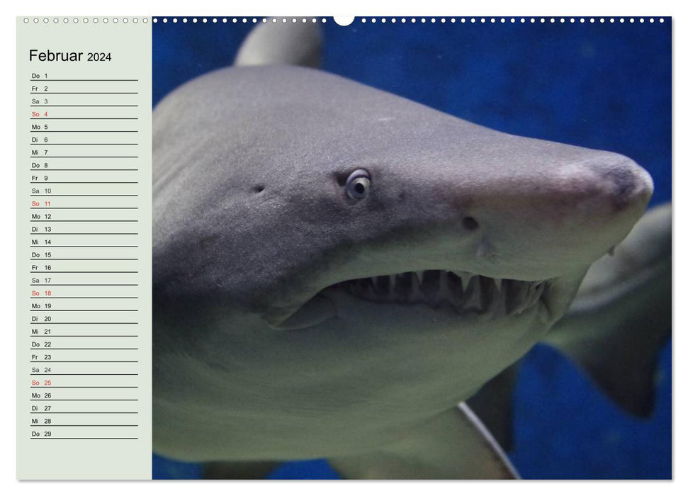 Life in the world's oceans. Dolphins, whales and sharks (CALVENDO wall calendar 2024) 