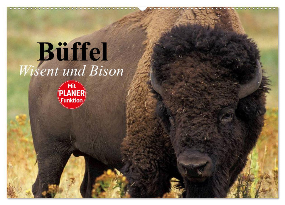 Büffel. Wisent und Bison (CALVENDO Wandkalender 2024)