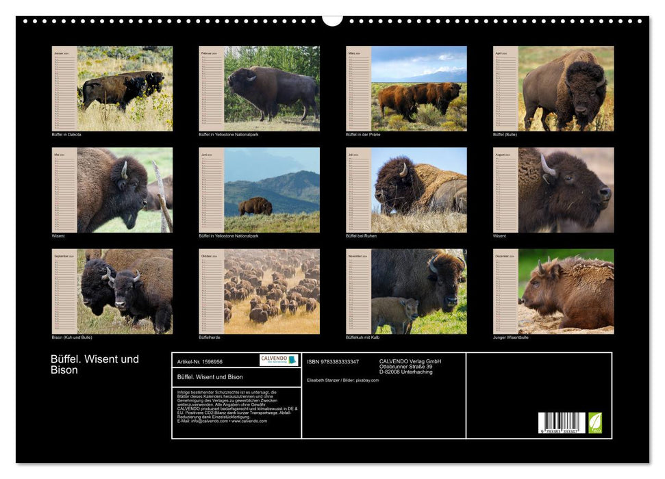 Buffle. Wisent et bison (calendrier mural CALVENDO 2024) 
