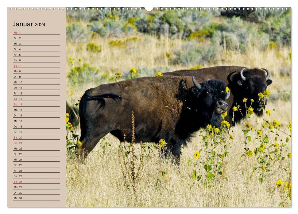 Büffel. Wisent und Bison (CALVENDO Wandkalender 2024)