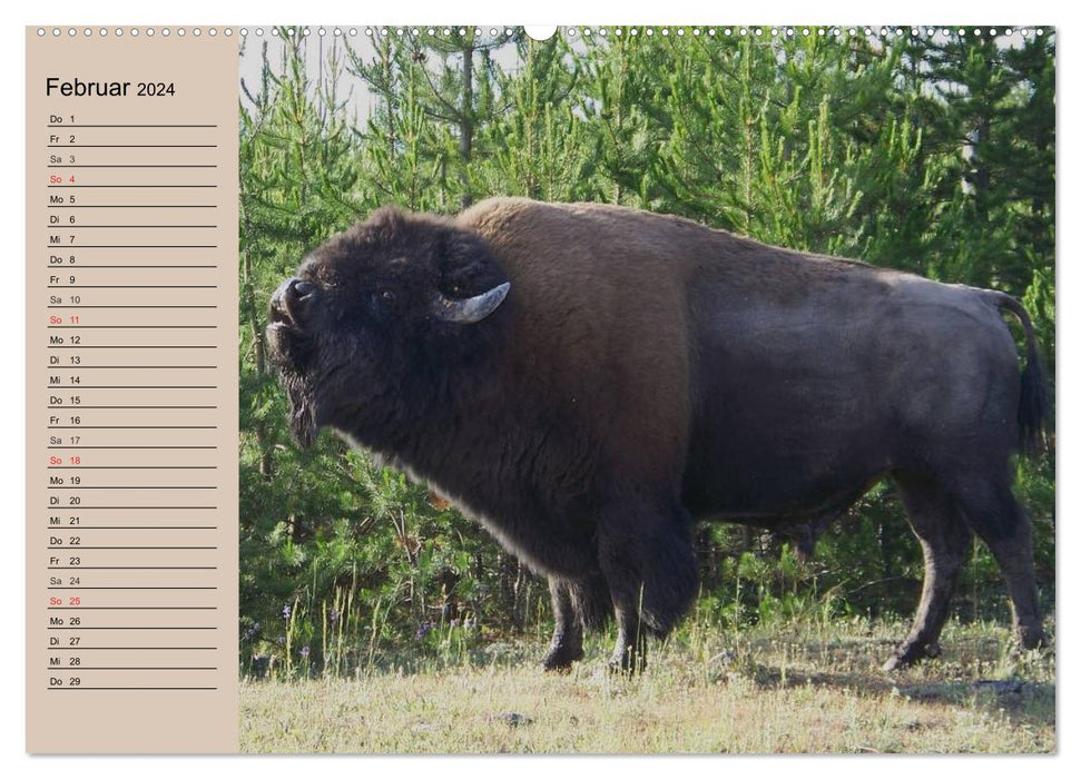 Büffel. Wisent und Bison (CALVENDO Wandkalender 2024)