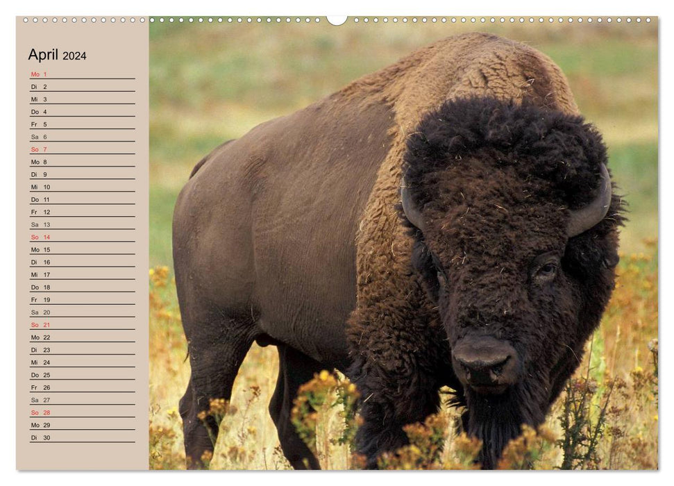 Büffel. Wisent und Bison (CALVENDO Wandkalender 2024)