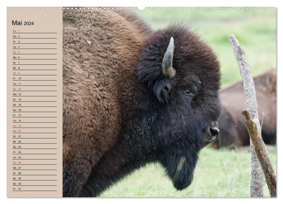 Büffel. Wisent und Bison (CALVENDO Wandkalender 2024)