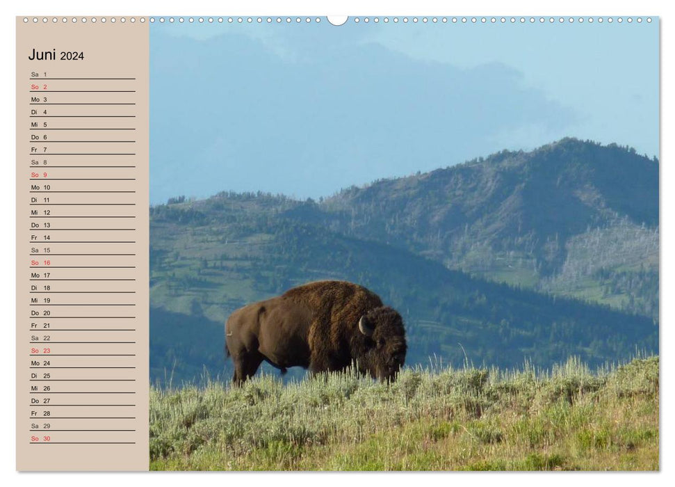 Buffle. Wisent et bison (calendrier mural CALVENDO 2024) 
