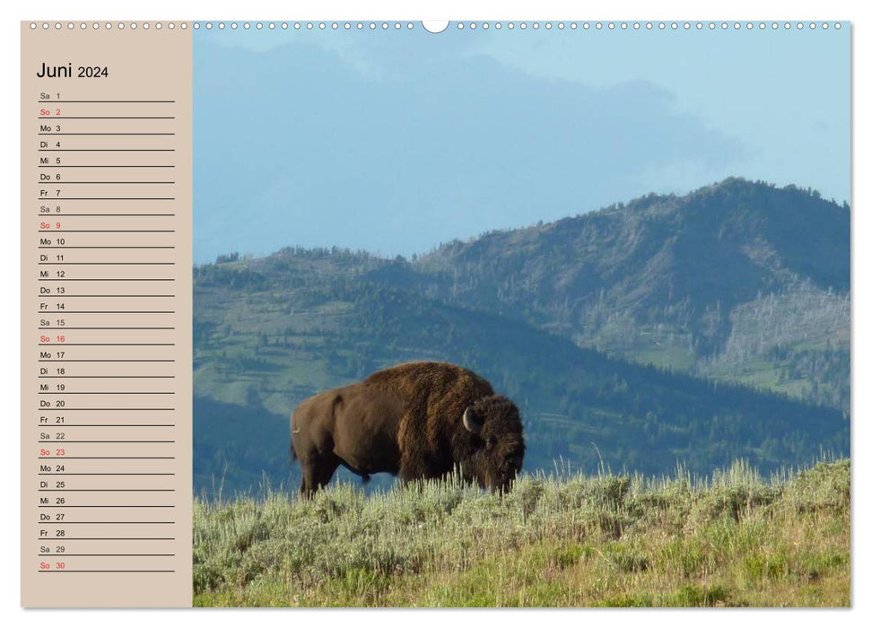 Buffalo. Wisent and bison (CALVENDO wall calendar 2024) 