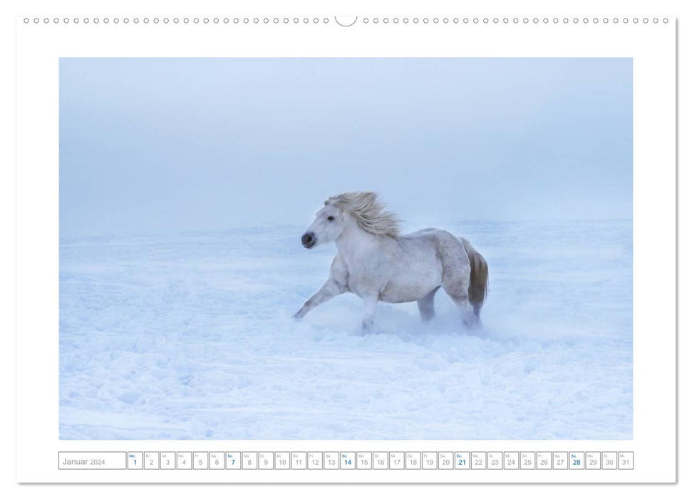 White horses of the Camargue in Bavaria (CALVENDO Premium Wall Calendar 2024) 