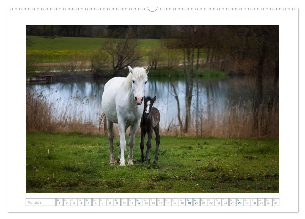 Weiße Pferde der Camargue in Bayern (CALVENDO Premium Wandkalender 2024)