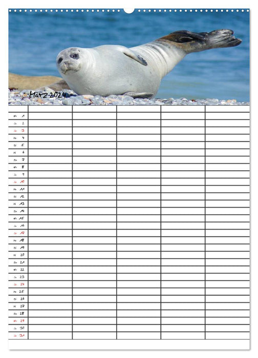 Robben Familienplaner (CALVENDO Premium Wandkalender 2024)