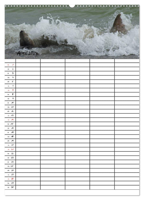 Robben Familienplaner (CALVENDO Premium Wandkalender 2024)