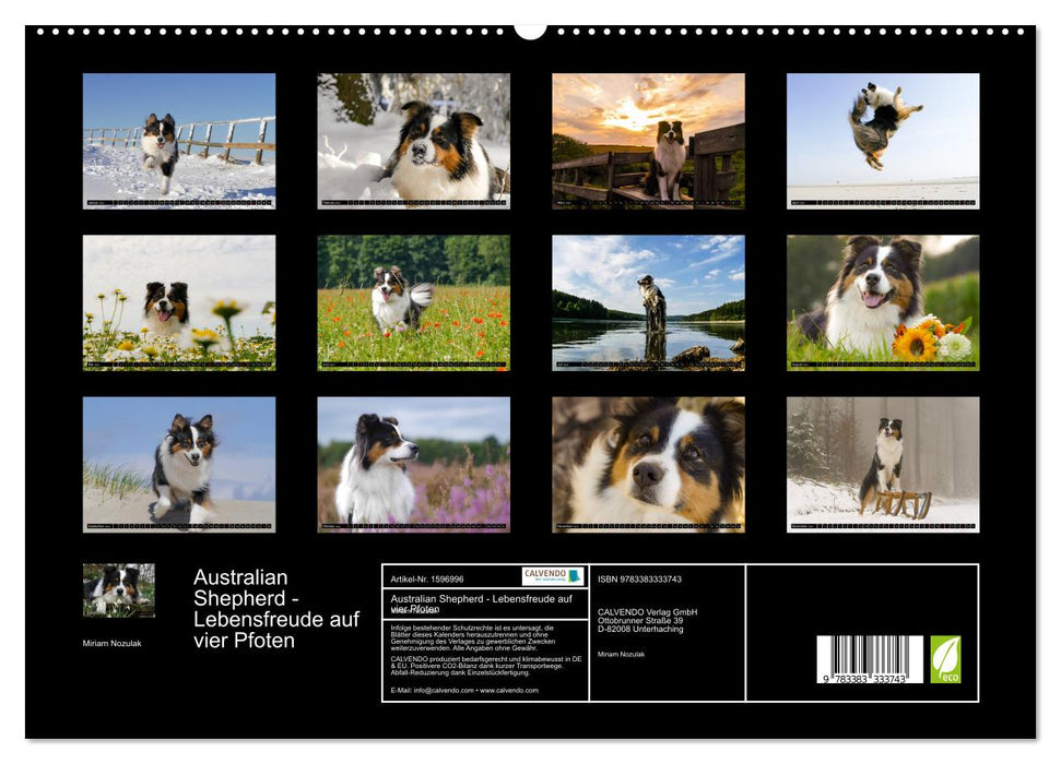 Australian Shepherd - Lebensfreude auf vier Pfoten (CALVENDO Premium Wandkalender 2024)
